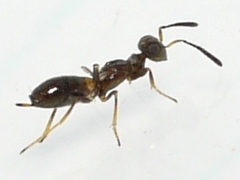 Eupelmus vesicularis