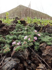 Frankenia pulverulenta
