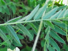 Oxytropis pilosa