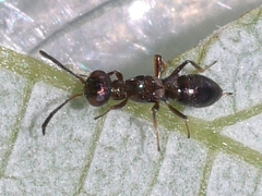 Eupelmus vesicularis