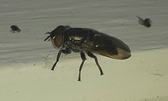 Duomyia