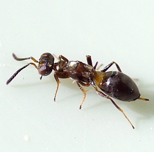 Wasp