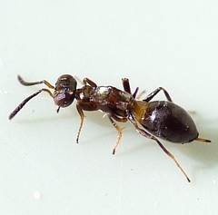 Eupelmus vesicularis