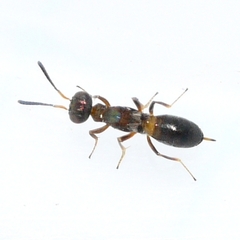 Eupelmus vesicularis