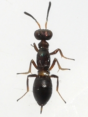 Eupelmus vesicularis