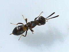 Eupelmus vesicularis