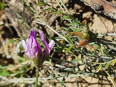 Astragalus bungeanus