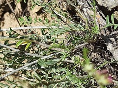 Astragalus bungeanus
