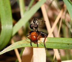 Neomochtherus willistoni