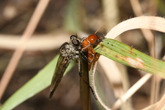 Neomochtherus willistoni
