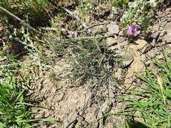 Astragalus bungeanus