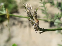 Astragalus bungeanus