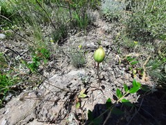 Tulipa sylvestris australis
