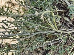 Astragalus bungeanus