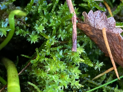 Ptychostomum pseudotriquetrum