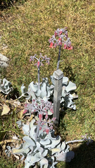 Cotyledon orbiculata orbiculata