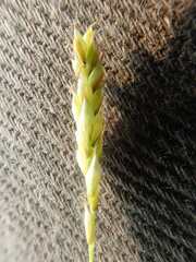 Carex capillaris fuscidula