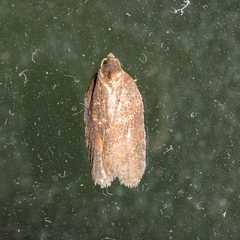 Acleris
