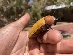 Julodimorpha bakewelli