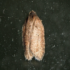 Acleris