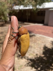 Julodimorpha bakewelli