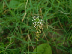 Plantago