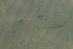 Sarotherodon melanotheron