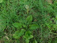 Plantago