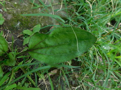 Plantago