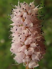 Bistorta plumosa