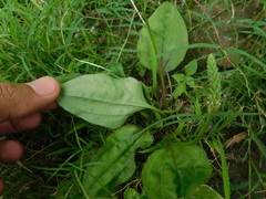 Plantago