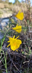 Narcissus obesus