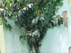 Ficus elastica