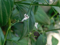 Andrographis paniculata