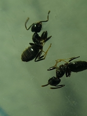 Technomyrmex jocosus