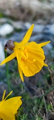 Narcissus obesus