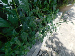 Andrographis paniculata