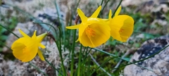 Narcissus obesus