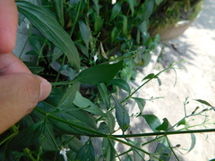 Andrographis paniculata