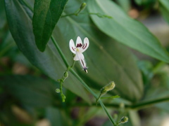 Andrographis paniculata