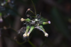 Erechtites valerianifolius