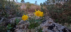 Narcissus obesus