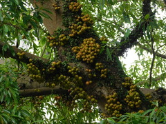 Ficus racemosa