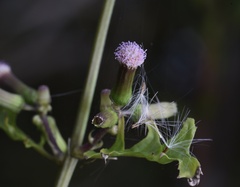Erechtites valerianifolius