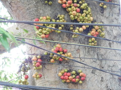 Ficus racemosa