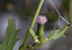 Erechtites valerianifolius