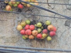Ficus racemosa