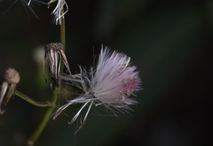 Erechtites valerianifolius