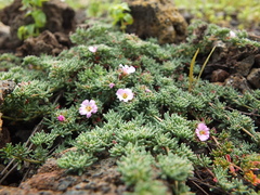 Frankenia pulverulenta