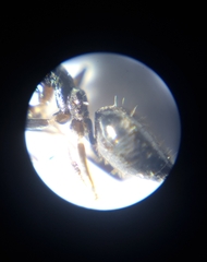 Technomyrmex jocosus